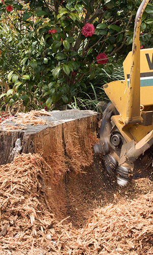 Close up of a stump grinder in action
